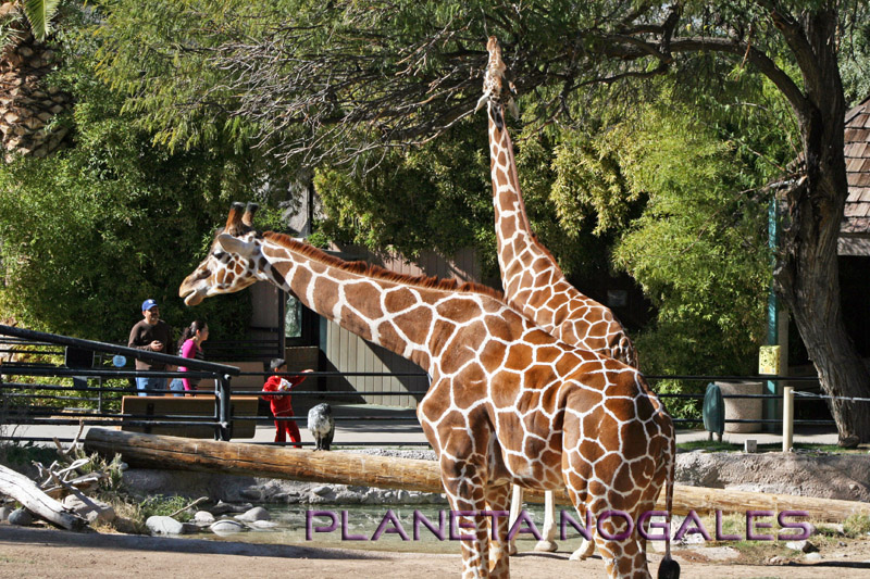 tucson zoo girafas